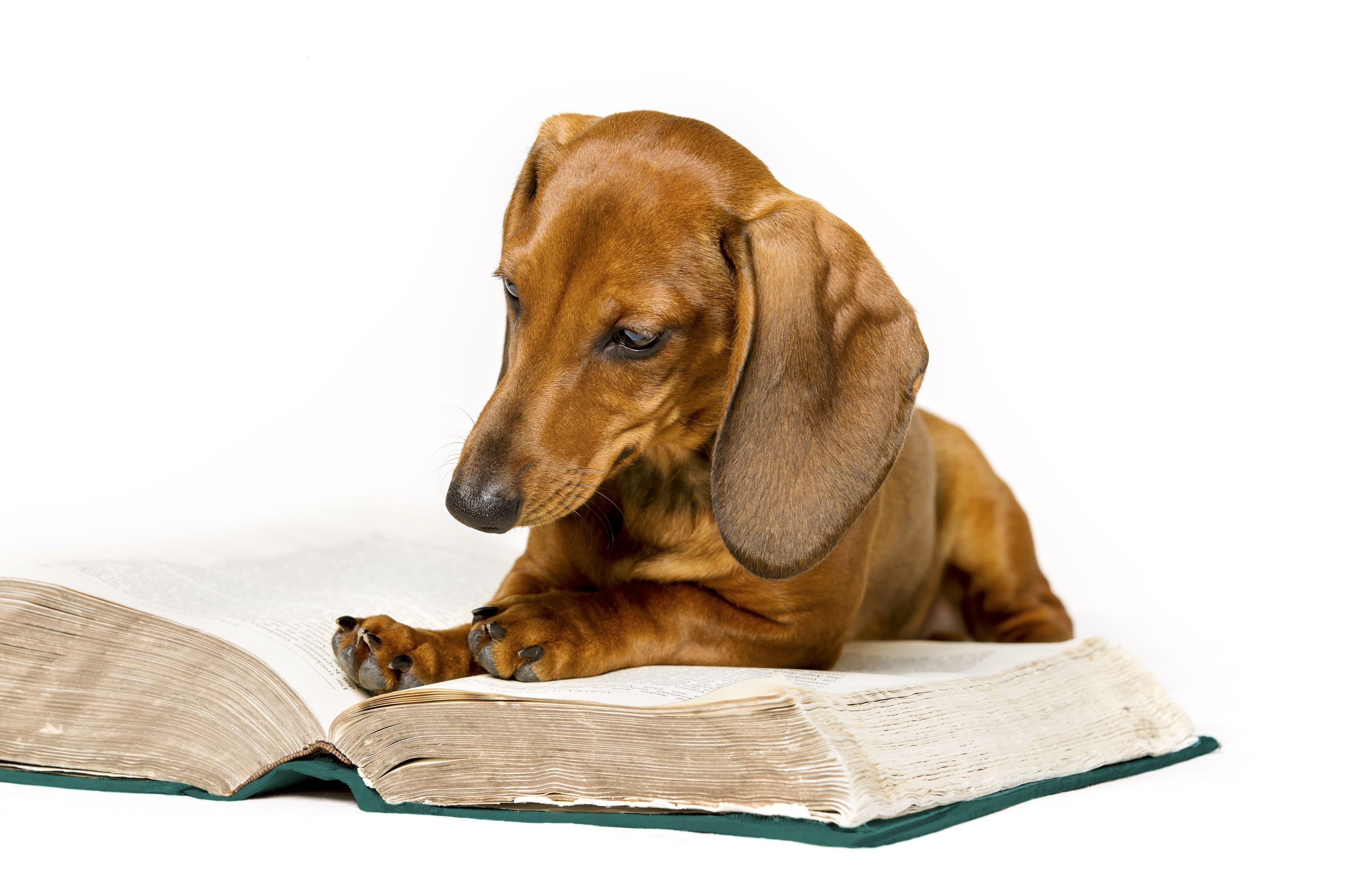 Dog Read Book, Animal School Education Training, Smart ...