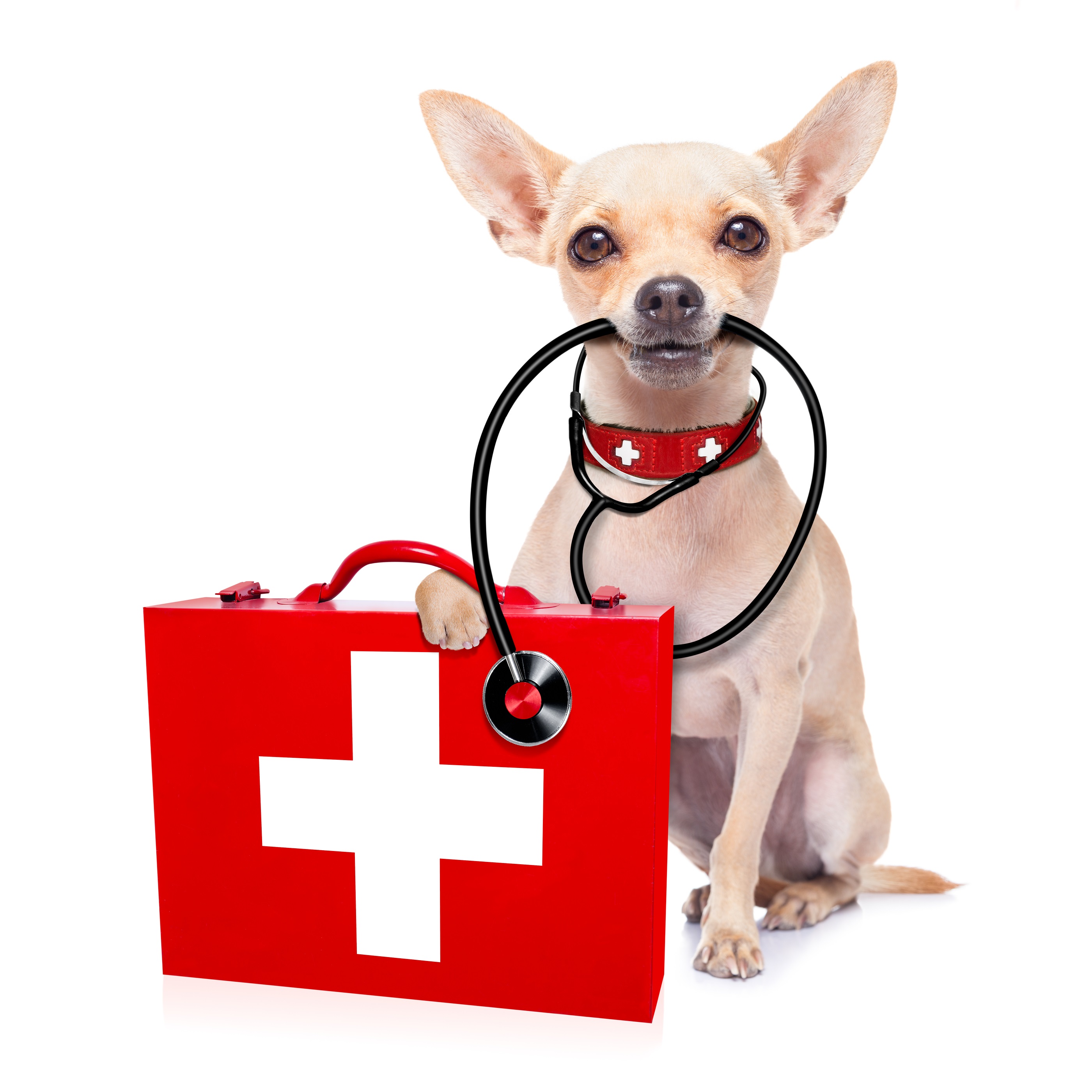 Medical Doctor Dog - Dandenong Veterinary Hospital